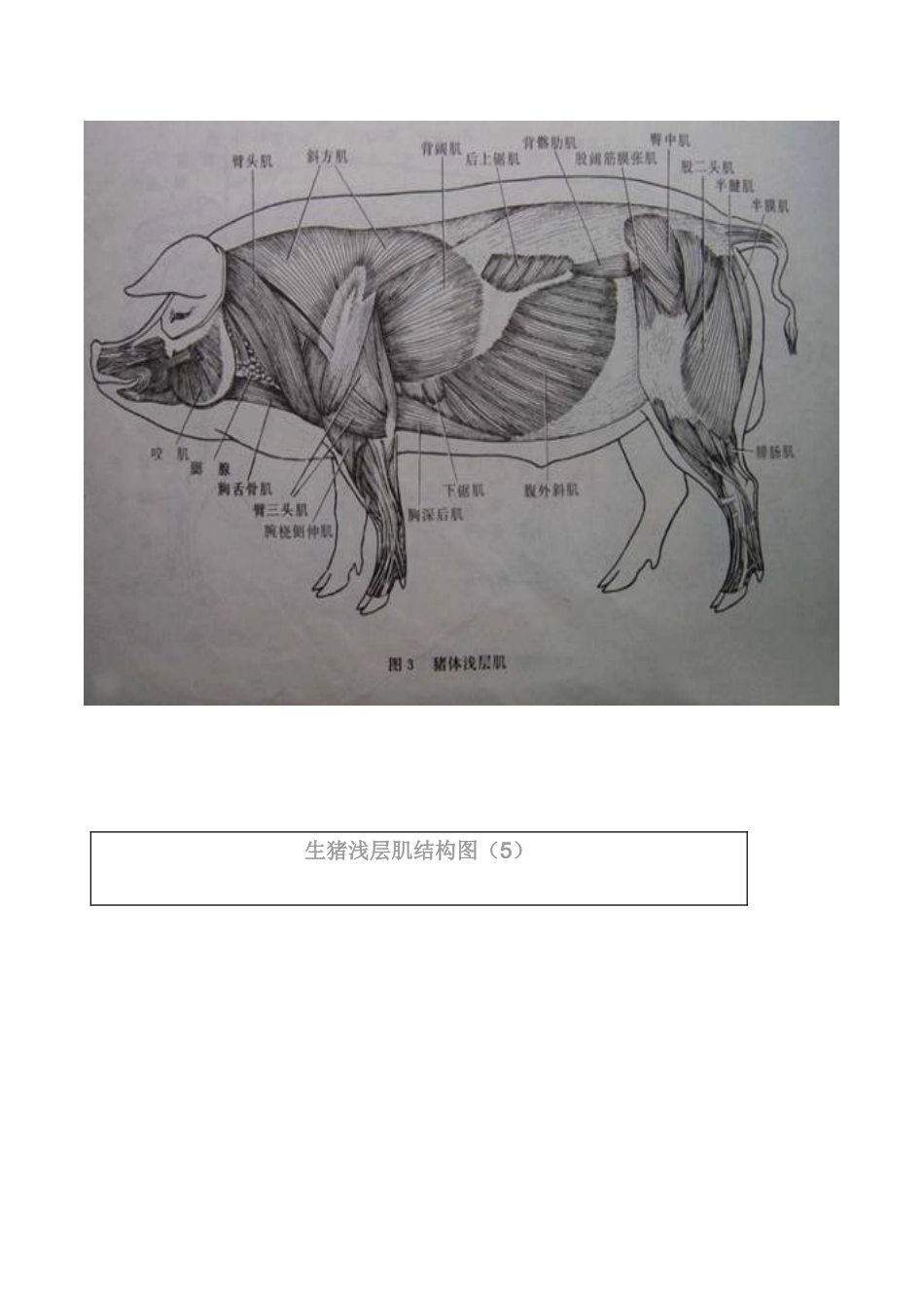 猪各部位详细结构图_第3页