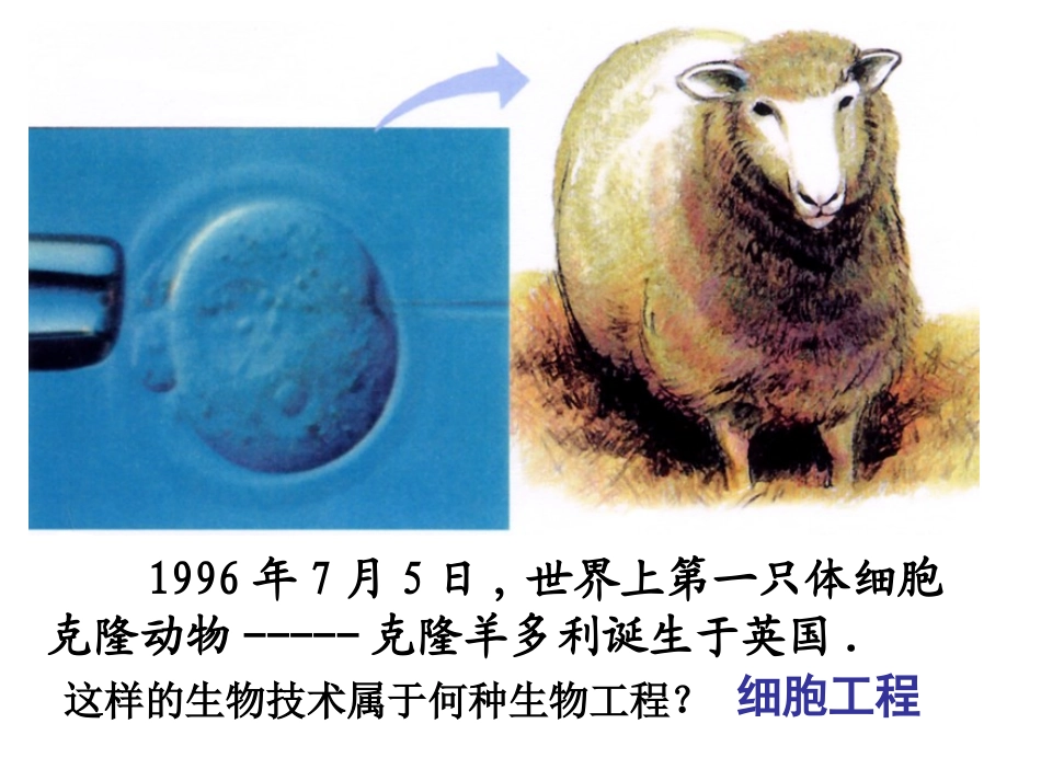 211植物细胞工程的基本技术_第2页