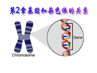 2.1《减数分裂和受精作用》复习课件1