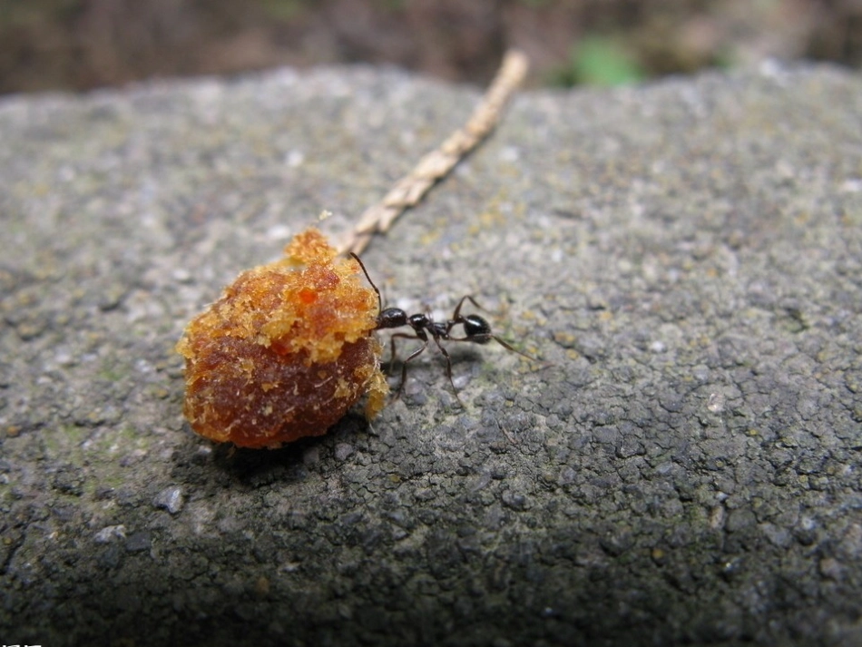 作文指导观察日记_第2页