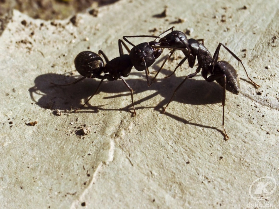 作文指导观察日记_第3页