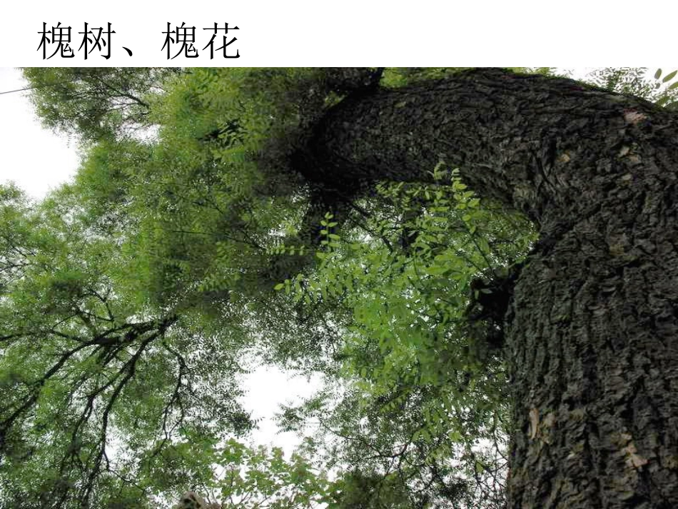 4槐乡的孩子_第2页