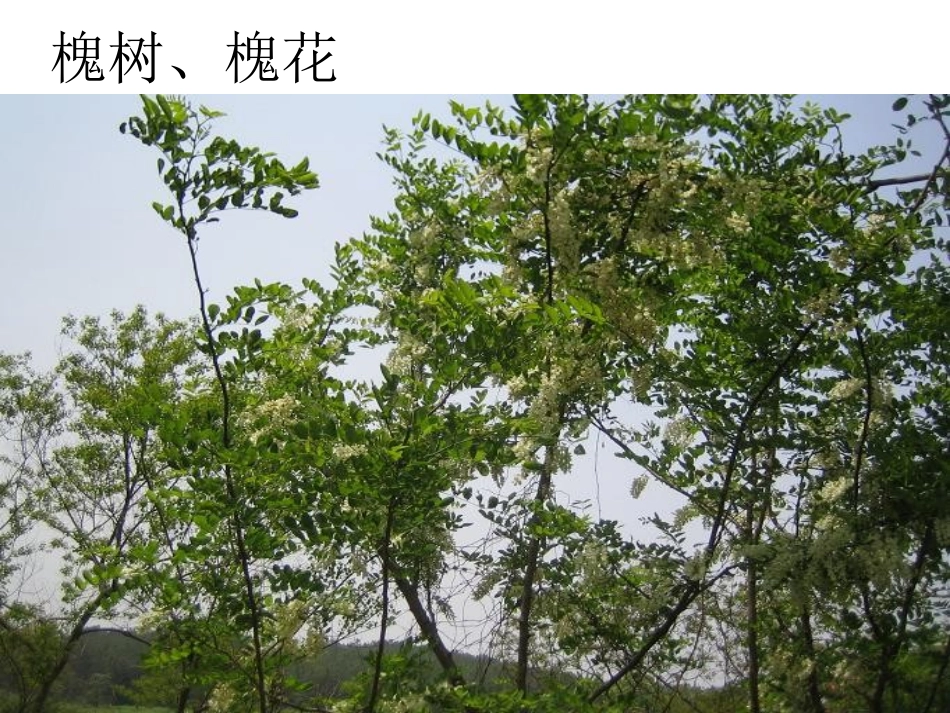 4槐乡的孩子_第3页