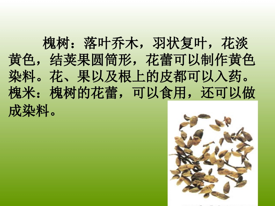 人教版三年级语文上册第4课《槐乡的孩子》PPT课件_第2页