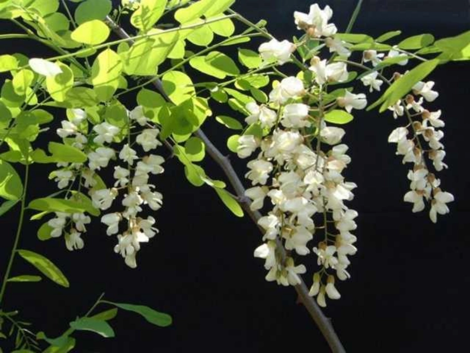 人教版三年级语文上册第4课《槐乡的孩子》PPT课件_第3页