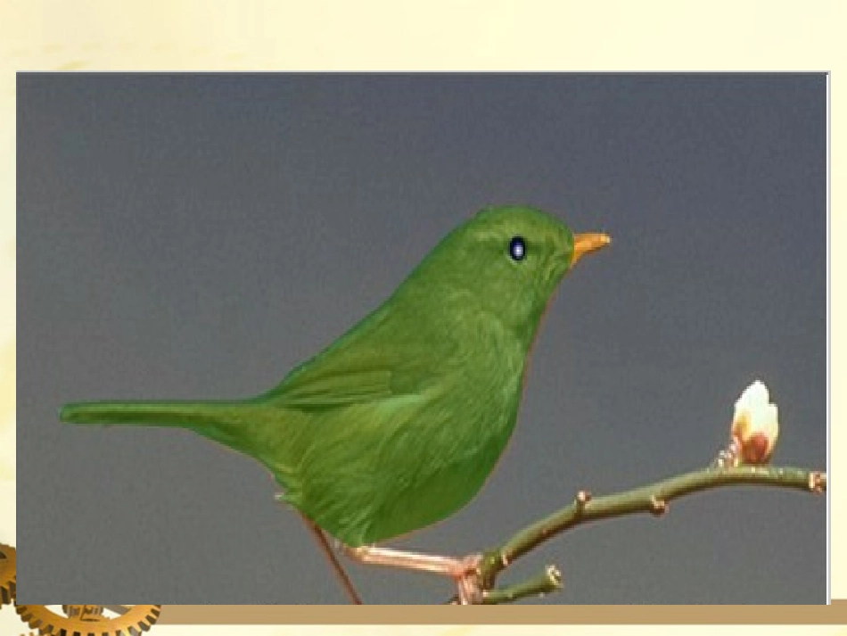 一年级语文下册_放小鸟_1课件_苏教版_第3页