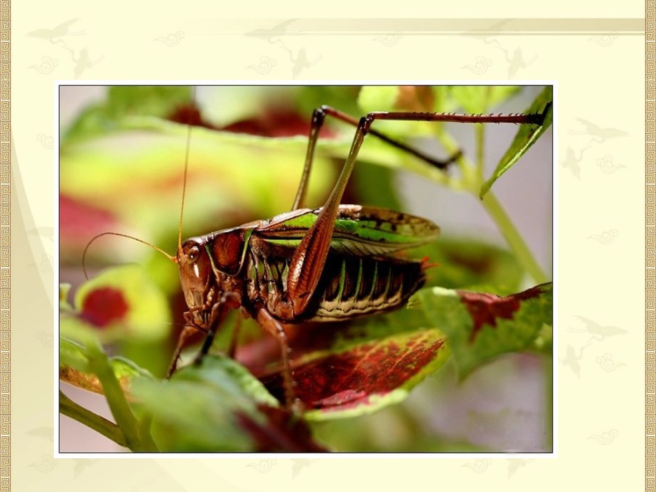 苏教版《醉翁亭记》课件_第2页