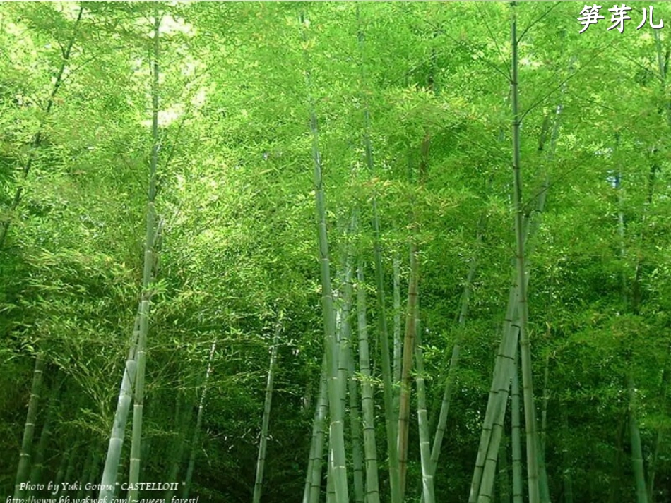 人教版小学语文一年级下册3.笋芽儿优质课课件_第1页
