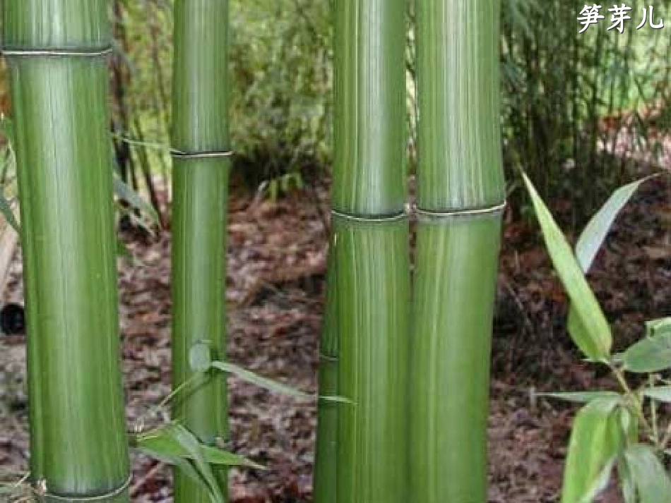 人教版小学语文一年级下册3.笋芽儿优质课课件_第2页