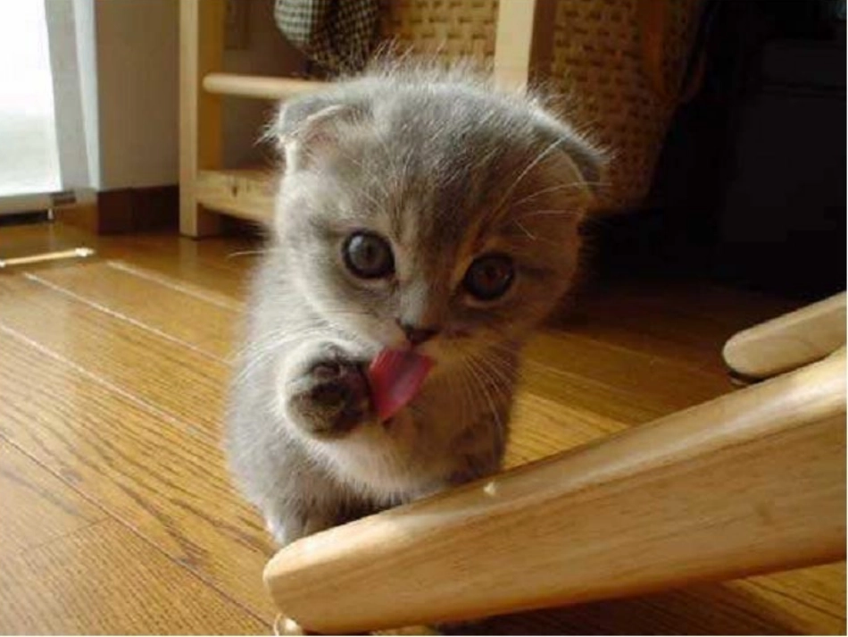 小古文《猫捕鱼》_第2页