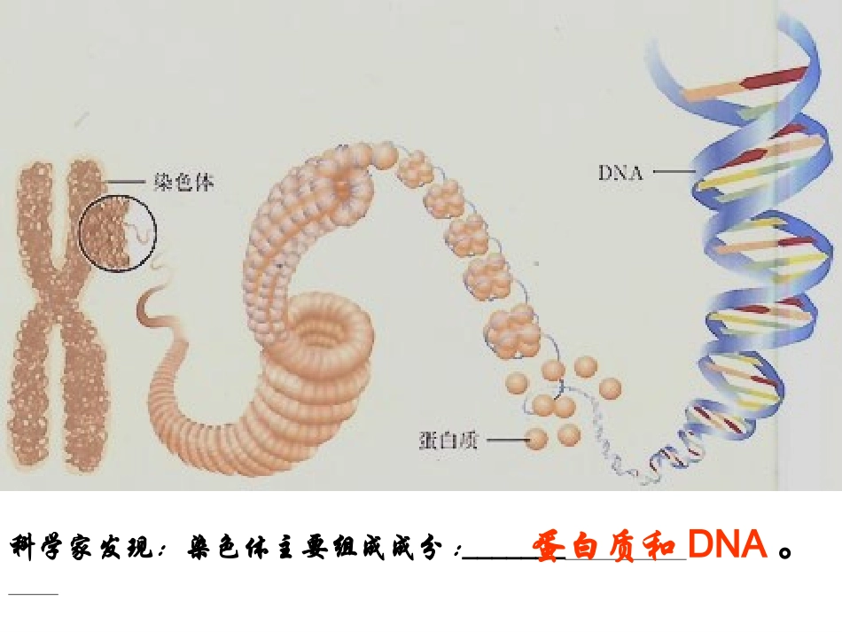 公开课：DNA是主要遗传物质上课_第2页