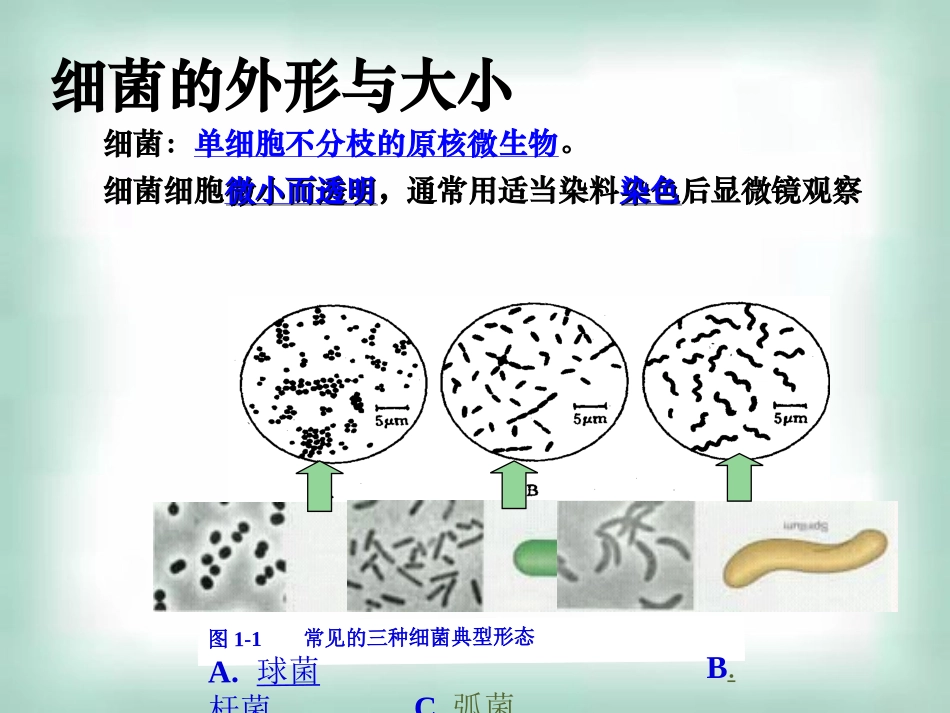 微生物的实验室培养ppt_第3页
