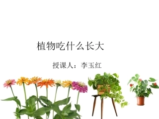 植物的光合作用