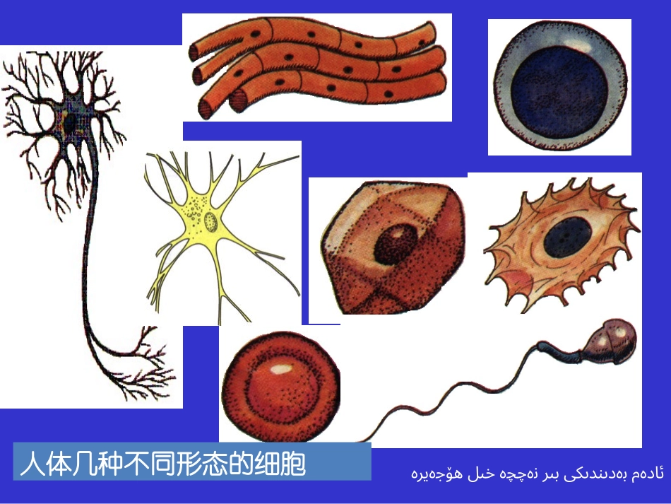 观察动物细胞_第3页