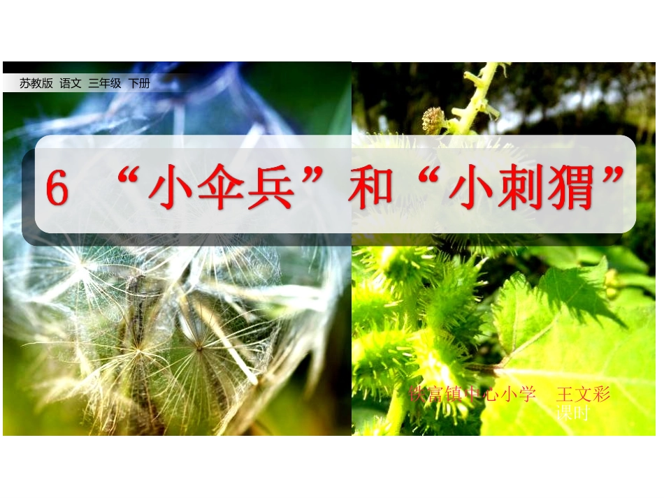 6“小伞兵”和“小刺猬”_第1页