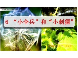 6“小伞兵”和“小刺猬”