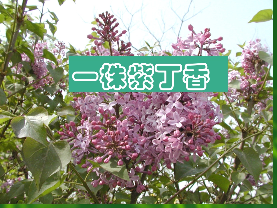 sx一株紫丁香_第2页