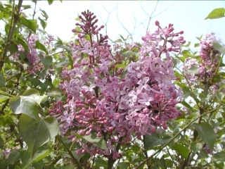 sx一株紫丁香