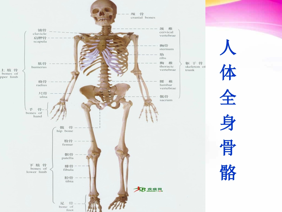 解剖学基础绪论ppt课件_第3页