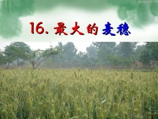 16最大的麦穗2