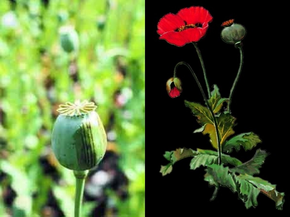 330鸦片战争_第2页