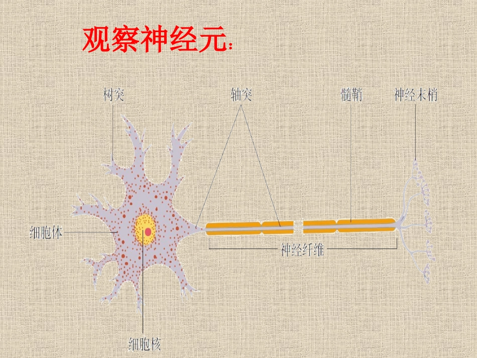 人体的神经调节---14ppt_第3页