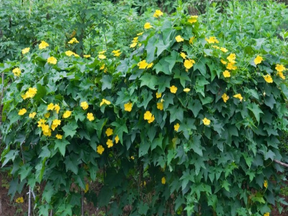 观察日记——丝瓜_第2页