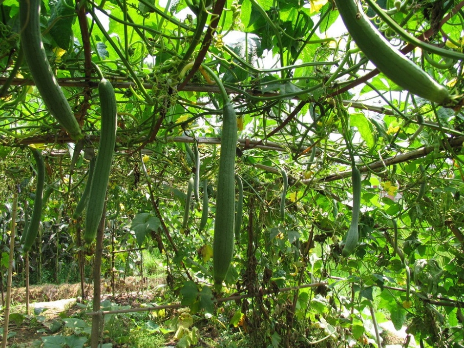 观察日记——丝瓜_第3页