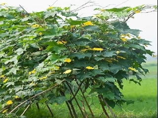 观察日记——丝瓜