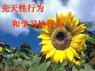 第5单元第2章-第二节-先天性行为和学习行为1