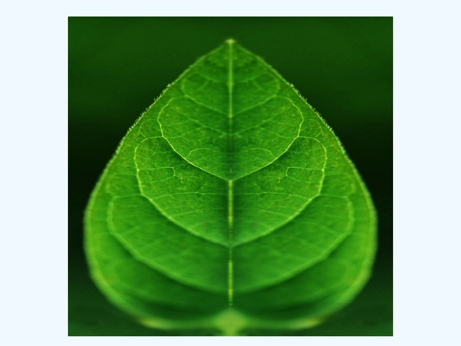 小学数学北师大2011课标版四年级图形运动_第3页