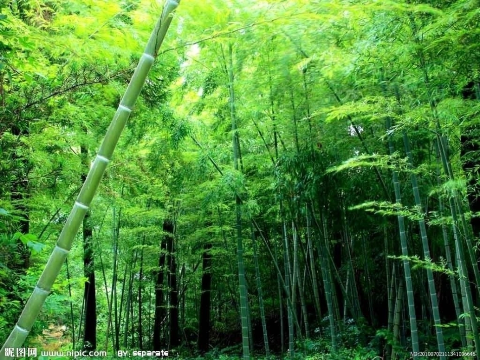 去打开大自然绿色的课本课件_第2页