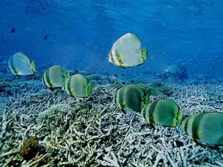 《第1节-先天性行为和后天学习行为》-课件3