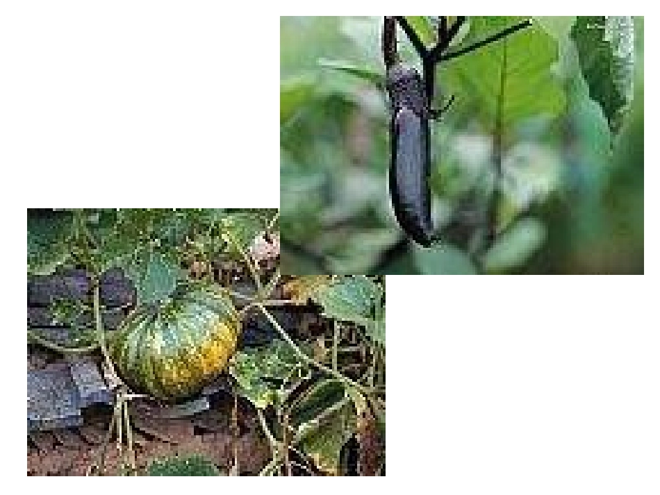 人教版小学语文二年级上册《植物妈妈有办法》PPT课件_第2页