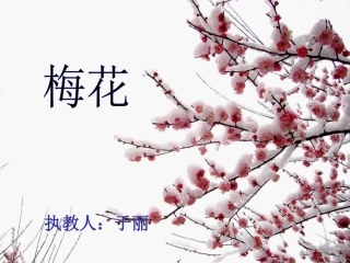 二年级梅花--