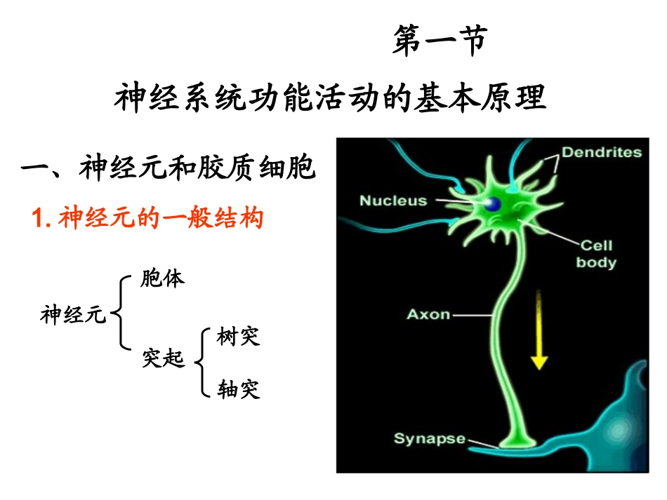 神经系统课件_第2页