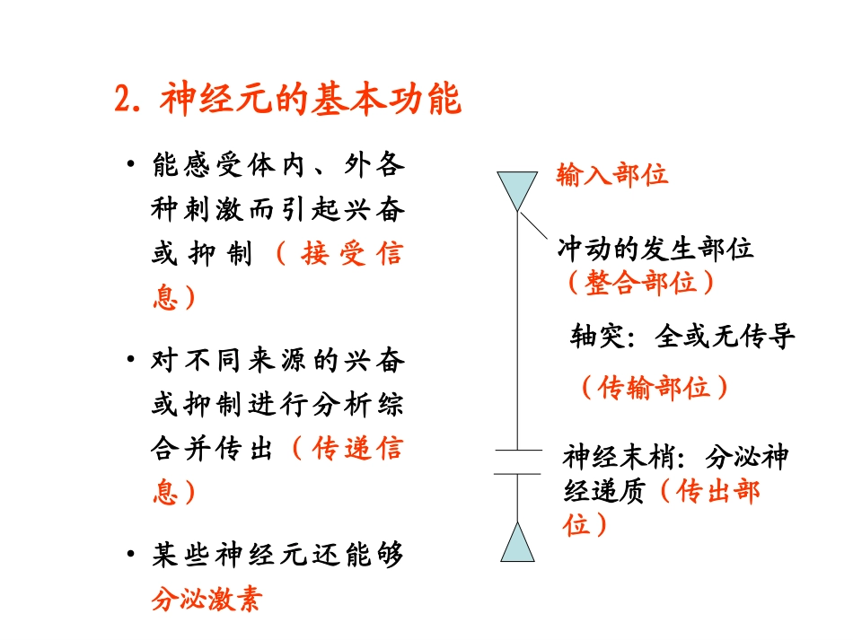 神经系统课件_第3页