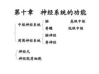 神经系统课件