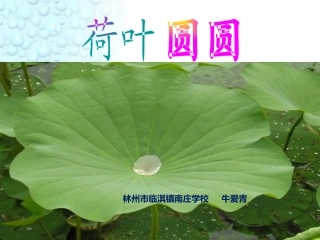 (部编)人教语文2011课标版一年级下册《荷叶圆圆》课件-(12)