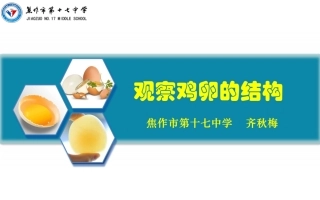 观察鸡卵的结构实验创新