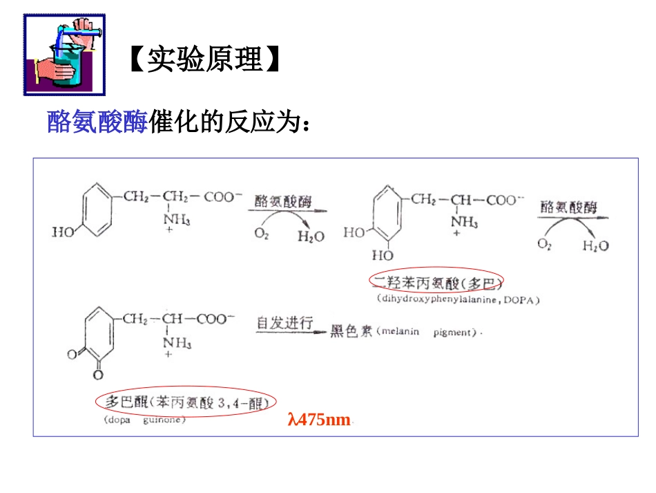 实验8-酪氨酸酶动力学_第3页