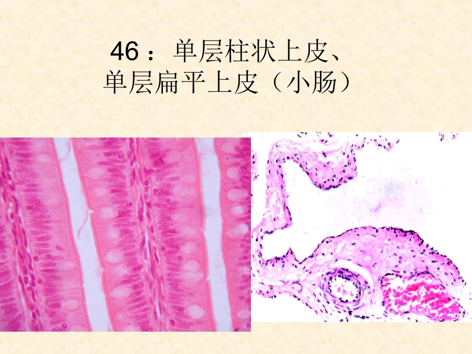 组织学与胚胎学图片_第3页