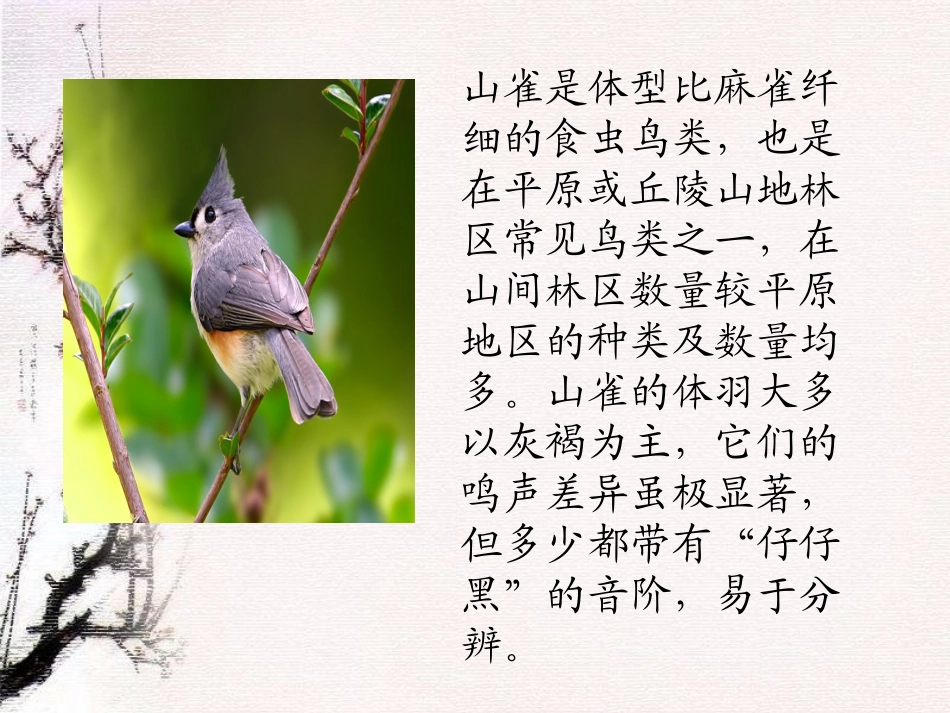 《山雀》课件(语文S版三年级语文上册课件)_第2页