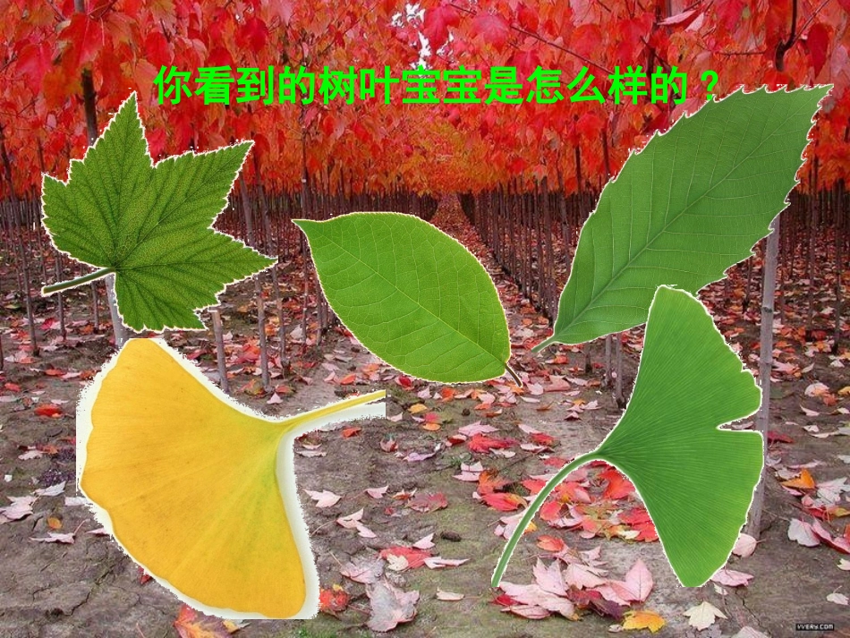 教科版科学三上《植物的叶》PPT课件_第2页