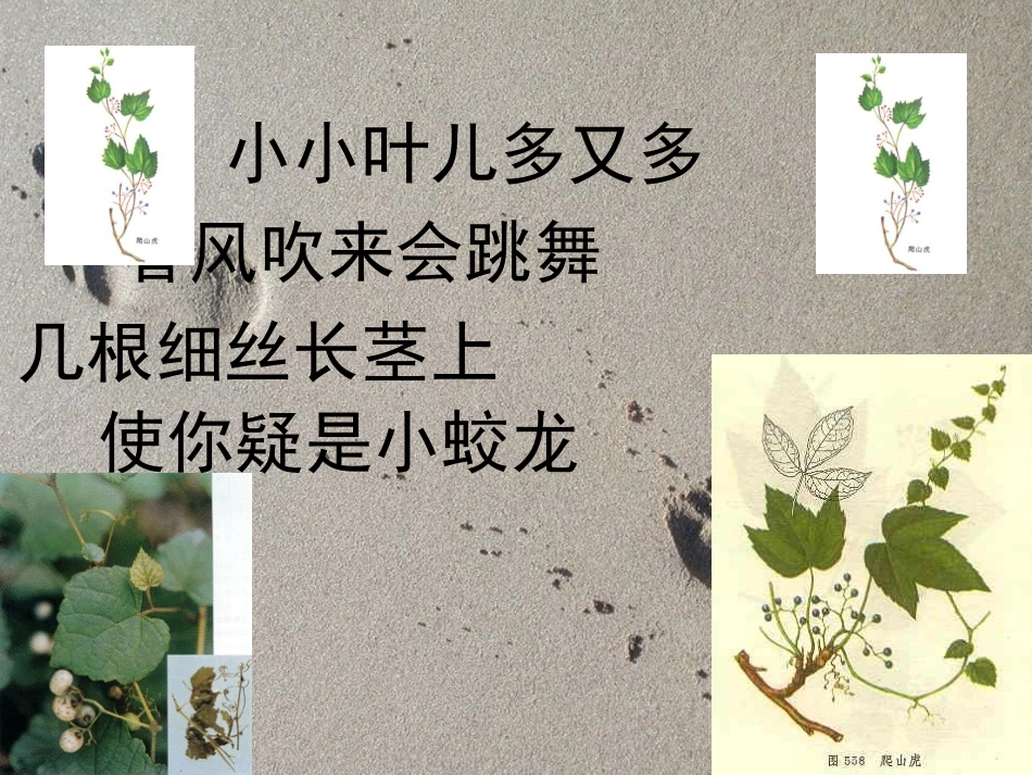 爬山虎的脚优秀课件特等奖课件_第1页