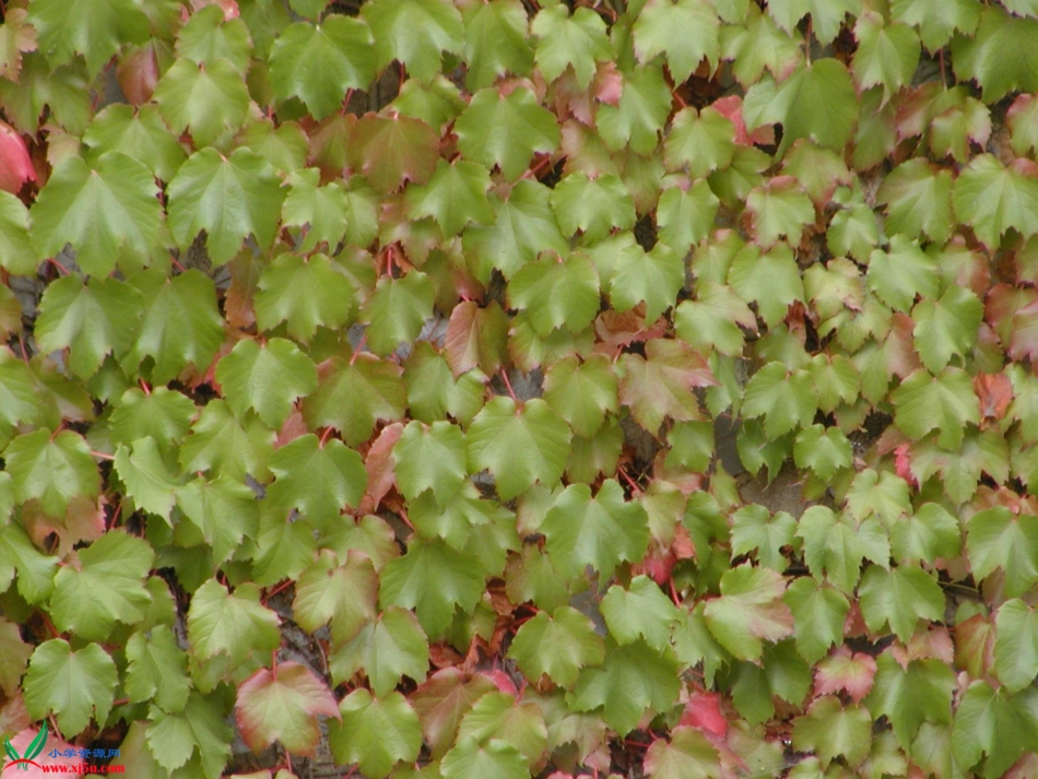 爬山虎的脚优秀课件特等奖课件_第3页