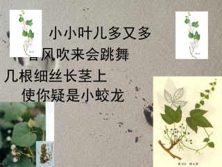 爬山虎的脚优秀课件特等奖课件