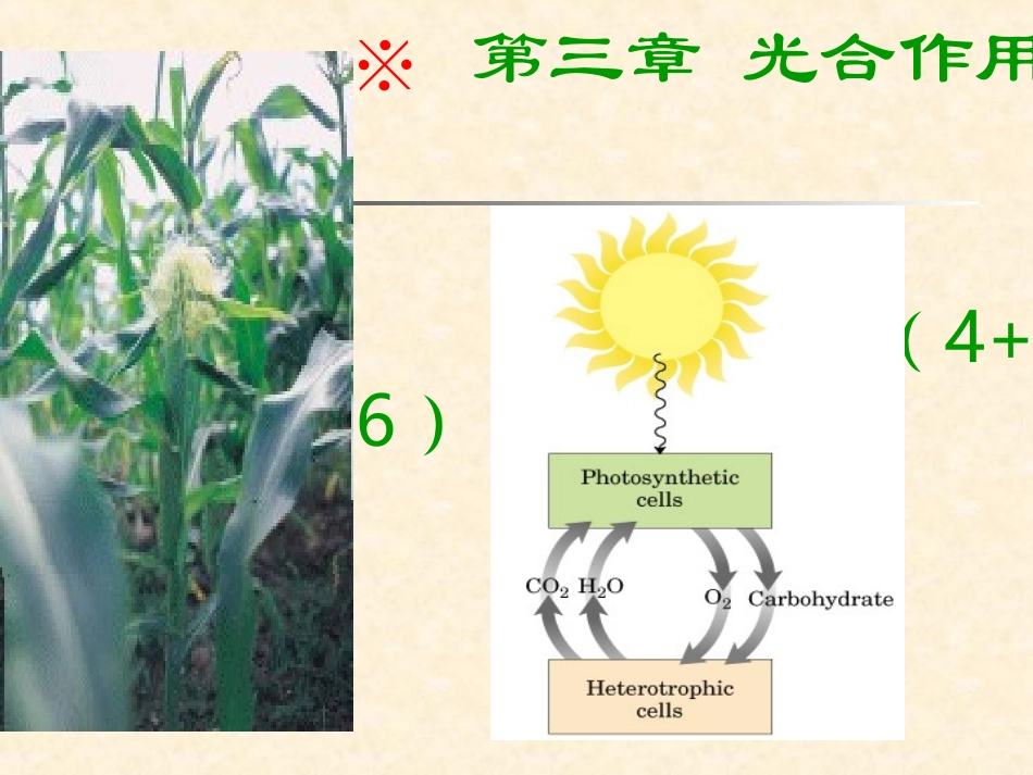 华中农业大学    植物生理学     光合作用_第1页