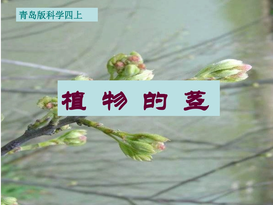 青岛版科学四上《植物的茎》_第1页