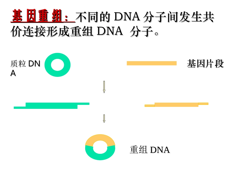 基因表达和基因重组_第3页
